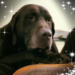 Meet your Posher, Ally